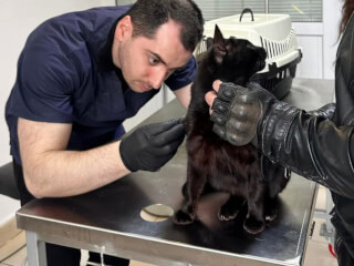 ვეტერინარის მომსახურება გამოძახებით სურათი 2