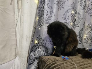 ვეტერინარის მომსახურება გამოძახებით სურათი 5