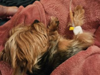 ვეტერინარის მომსახურება გამოძახებით სურათი 6