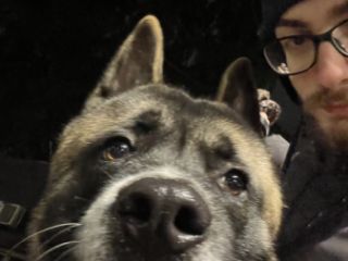 ძაღლების გასეირნება სურათი 2