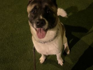 ძაღლების გასეირნება სურათი 3