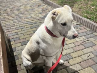 ძაღლების გასეირნება სურათი 4