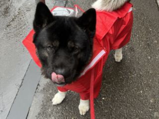 ძაღლების გასეირნება სურათი 5