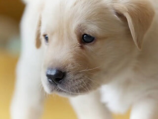 ძაღლების გასეირნება  სურათი 1