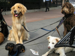 ძაღლების გასეირნება!! სურათი 1