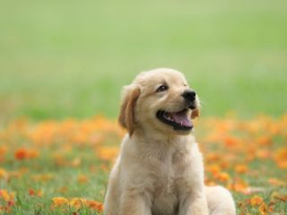 გავასეირნებ ძაღლებს სურათი 1