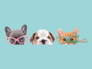 ცხოველების გასეირნება. სურათი 1