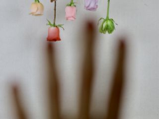 ფოტო/ვიდეო გადაღება სურათი 17