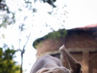 ძაღლების დროა "It's Time For Dogs" სურათი 1