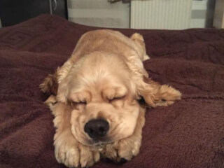 ძაღლების დროა "It's Time For Dogs" სურათი 2