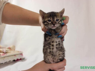 ძაღლების დროა "It's Time For Dogs" სურათი 3