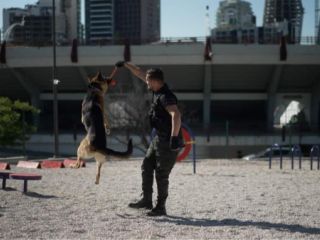 ძაღლების გაწვრთვნა სურათი 1