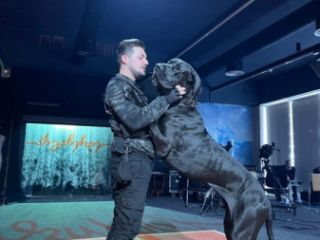 ძაღლების გაწვრთვნა სურათი 2