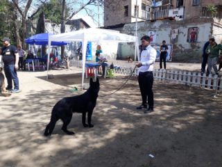 ძაღლების გაწვრთვნა სურათი 3