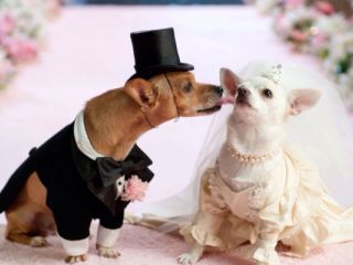 ძაღლების შეჯვარება, დართვა სურათი 2