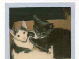 შინაური ცხოველების მოვლა-გასეირნება-დატოვება სურათი 11