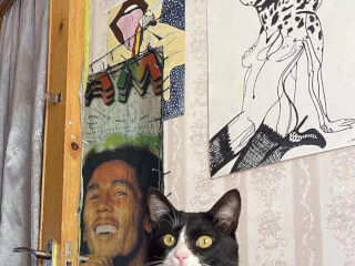 შინაური ცხოველების მოვლა-გასეირნება-დატოვება სურათი 12