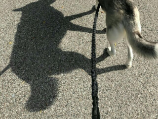 შინაური ცხოველების მოვლა-გასეირნება-დატოვება სურათი 14