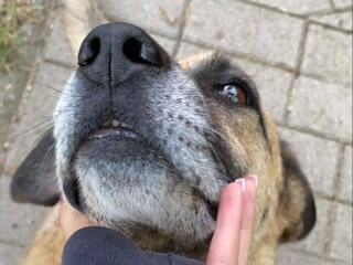 შინაური ცხოველების მოვლა-გასეირნება-დატოვება სურათი 15