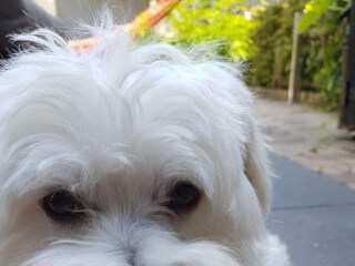 შინაური ცხოველების მოვლა-გასეირნება-დატოვება სურათი 18