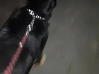 შინაური ცხოველების მოვლა-გასეირნება-დატოვება სურათი 19