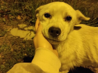 შინაური ცხოველების მოვლა-გასეირნება-დატოვება სურათი 20