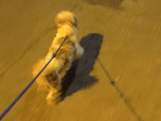 შინაური ცხოველების მოვლა-გასეირნება-დატოვება სურათი 21