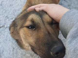 შინაური ცხოველების მოვლა-გასეირნება-დატოვება სურათი 23