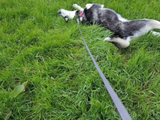 შინაური ცხოველების მოვლა-გასეირნება-დატოვება სურათი 24