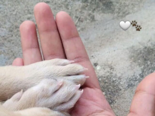 შინაური ცხოველების მოვლა-გასეირნება-დატოვება სურათი 25