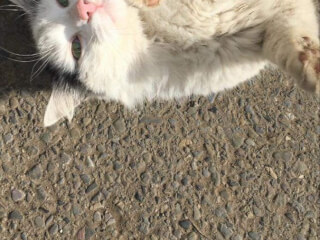 შინაური ცხოველების მოვლა-გასეირნება-დატოვება სურათი 27