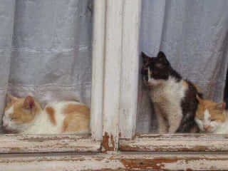 შინაური ცხოველების მოვლა-გასეირნება-დატოვება სურათი 3