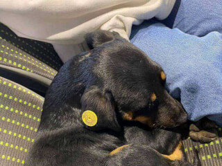 შინაური ცხოველების მოვლა-გასეირნება-დატოვება სურათი 4