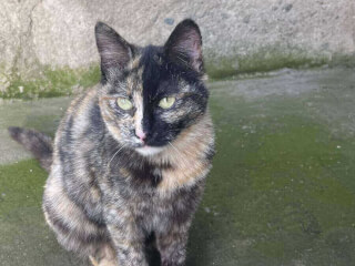 შინაური ცხოველების მოვლა-გასეირნება-დატოვება სურათი 5