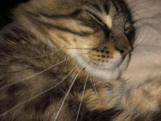 შინაური ცხოველების მოვლა-გასეირნება-დატოვება სურათი 6