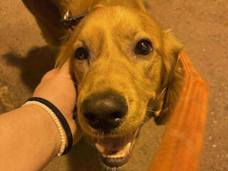 შინაური ცხოველების მოვლა-გასეირნება-დატოვება სურათი 7