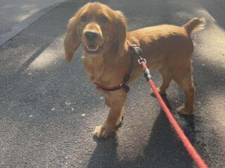 შინაური ცხოველების მოვლა-გასეირნება-დატოვება სურათი 8