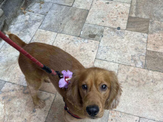 შინაური ცხოველების მოვლა-გასეირნება-დატოვება სურათი 9