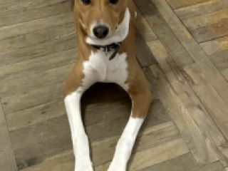 გავასეირნებ თქვენს ოთხფეხა მეგობრებს სურათი 1