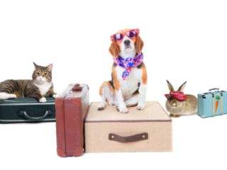 შინაური ცხოველების სასტუმრო  სურათი 1