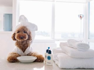 შინაური ცხოველების სასტუმრო  სურათი 2