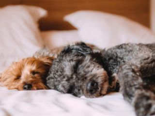 შინაური ცხოველების სასტუმრო  სურათი 3