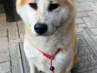 ძაღლების გასეირნება სურათი 1