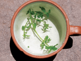 ნერტისი სურათი 1