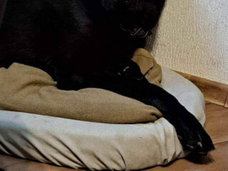 ძაღლების გასეირნება სურათი 1