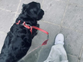 ძაღლების გასეირნება სურათი 1