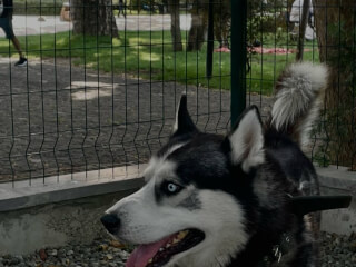 ძაღლების გასეირნება სურათი 2