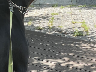 ძაღლების გასეირნება სურათი 3