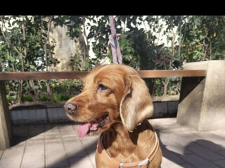 ძაღლების გასეირნება სურათი 4