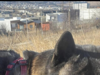 ძაღლების გასეირნება სურათი 5